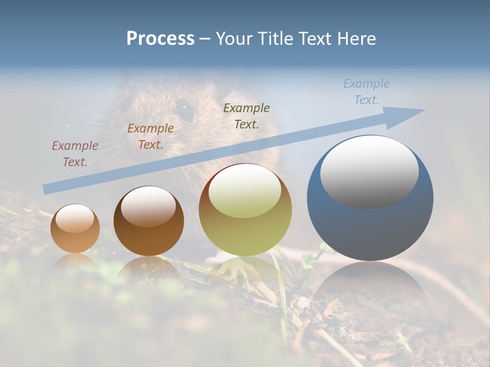 Fauna Closeup Animal PowerPoint Template