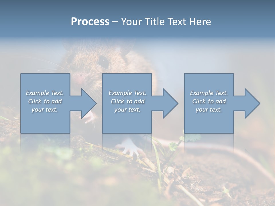 Fauna Closeup Animal PowerPoint Template