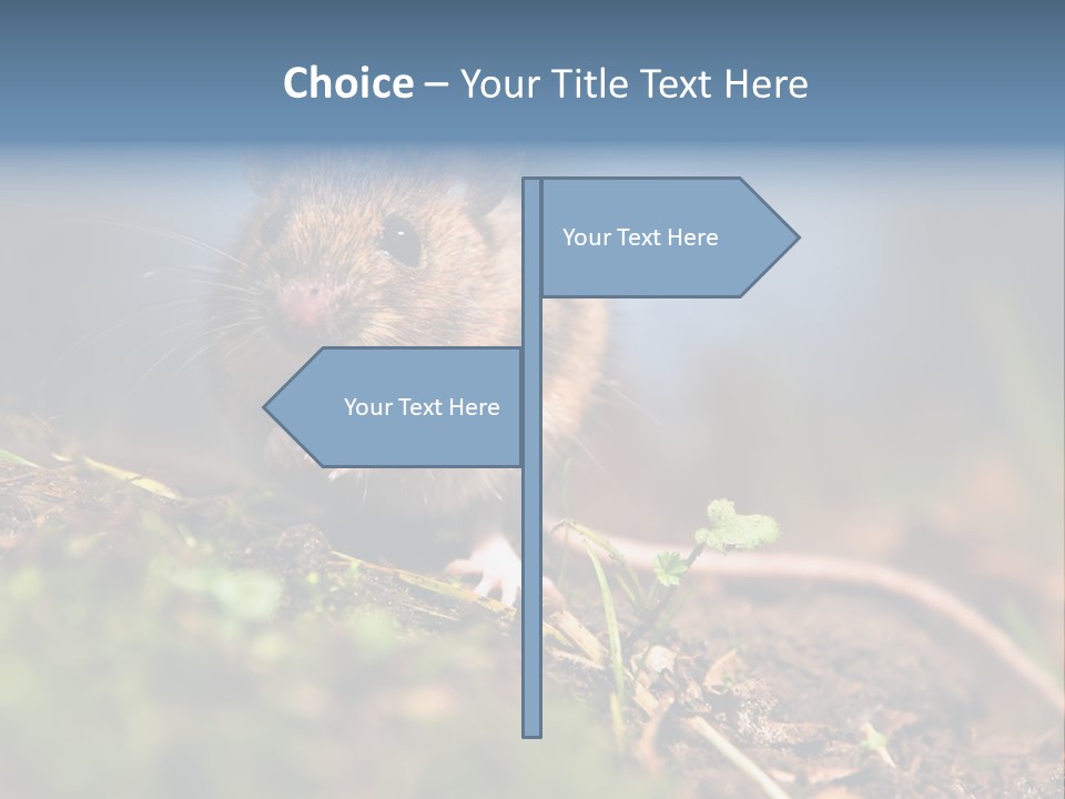 Fauna Closeup Animal PowerPoint Template