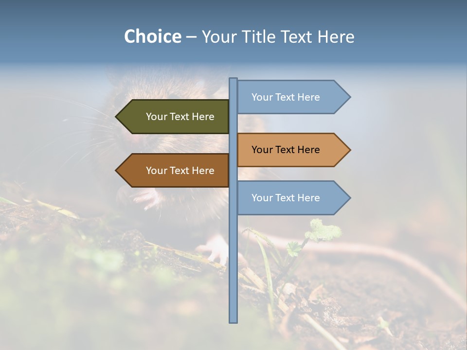 Fauna Closeup Animal PowerPoint Template