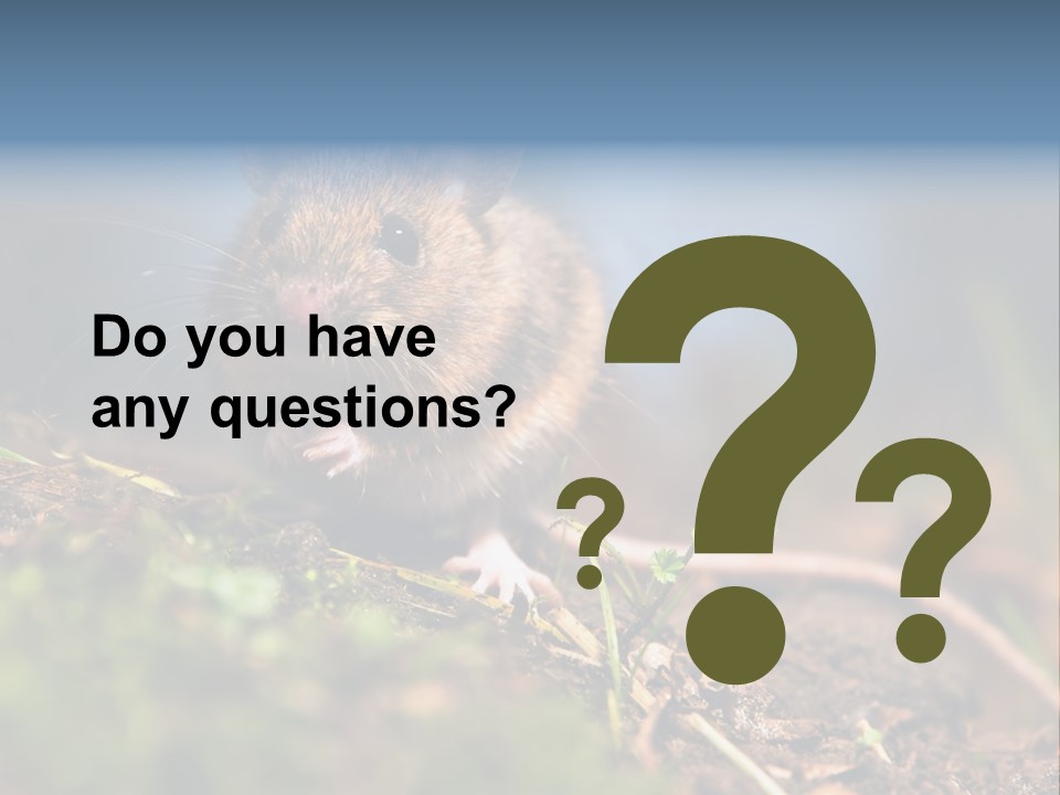 Fauna Closeup Animal PowerPoint Template