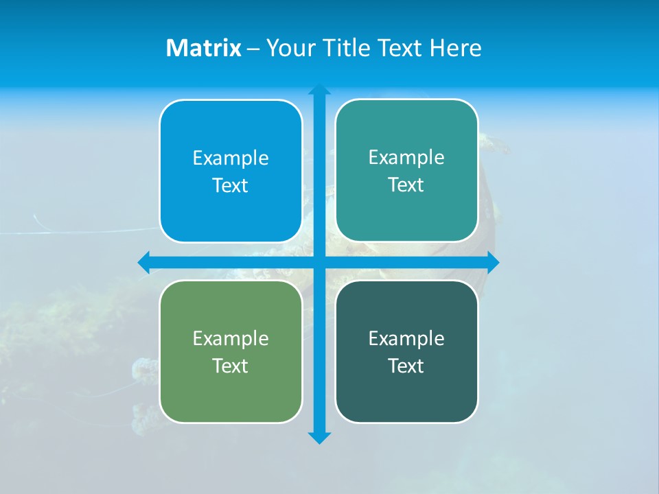 Chrysaora Hysoscella Toxic Poisonous PowerPoint Template