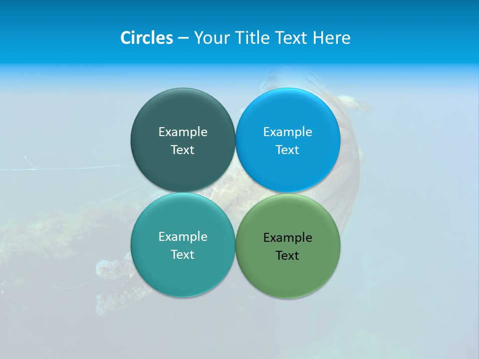 Chrysaora Hysoscella Toxic Poisonous PowerPoint Template