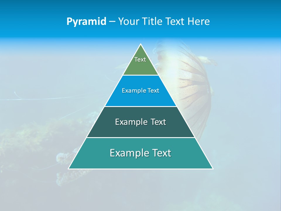 Chrysaora Hysoscella Toxic Poisonous PowerPoint Template