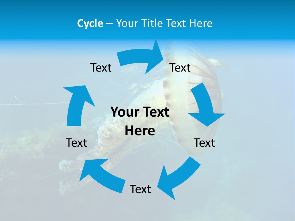 Chrysaora Hysoscella Toxic Poisonous PowerPoint Template