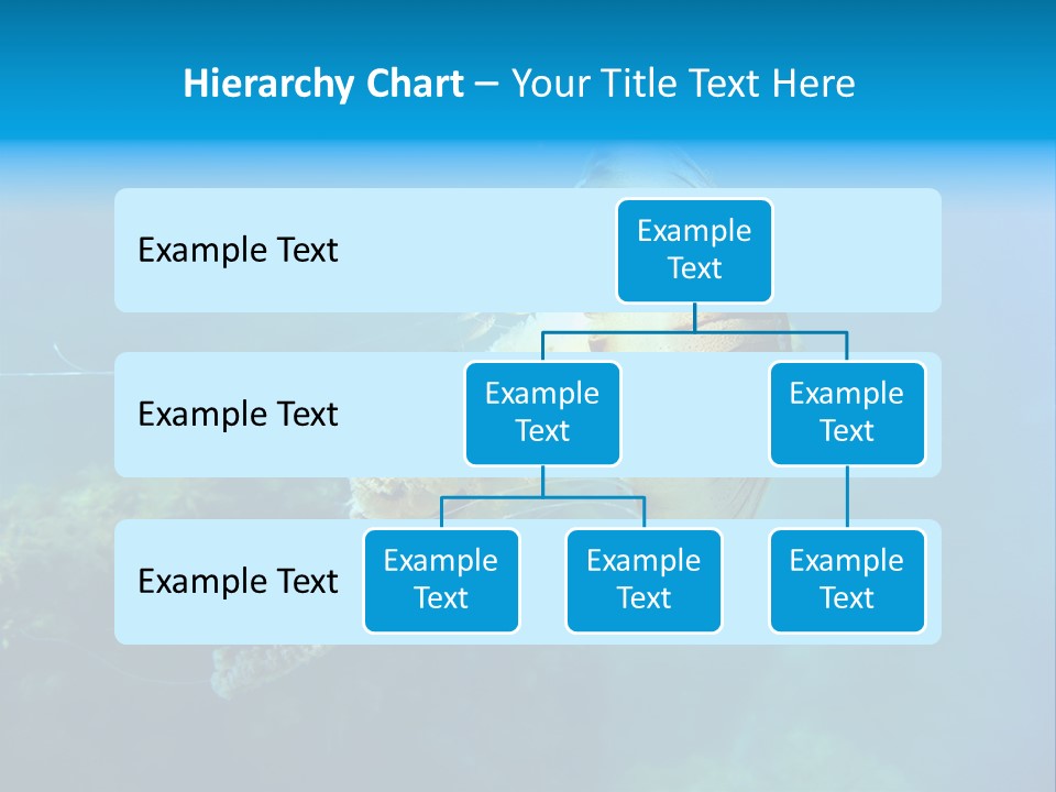 Chrysaora Hysoscella Toxic Poisonous PowerPoint Template