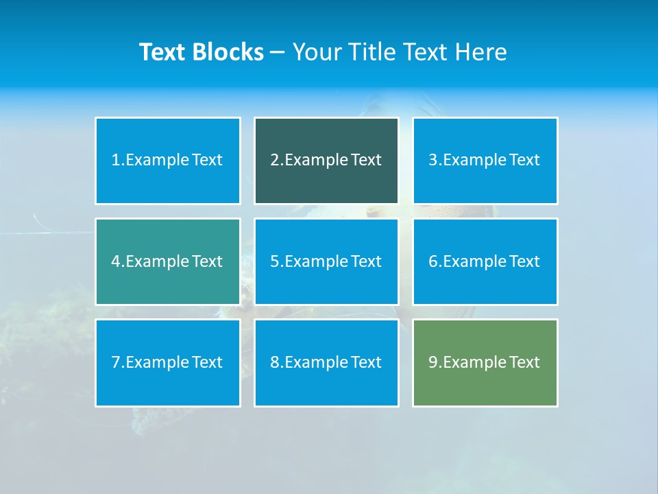 Chrysaora Hysoscella Toxic Poisonous PowerPoint Template