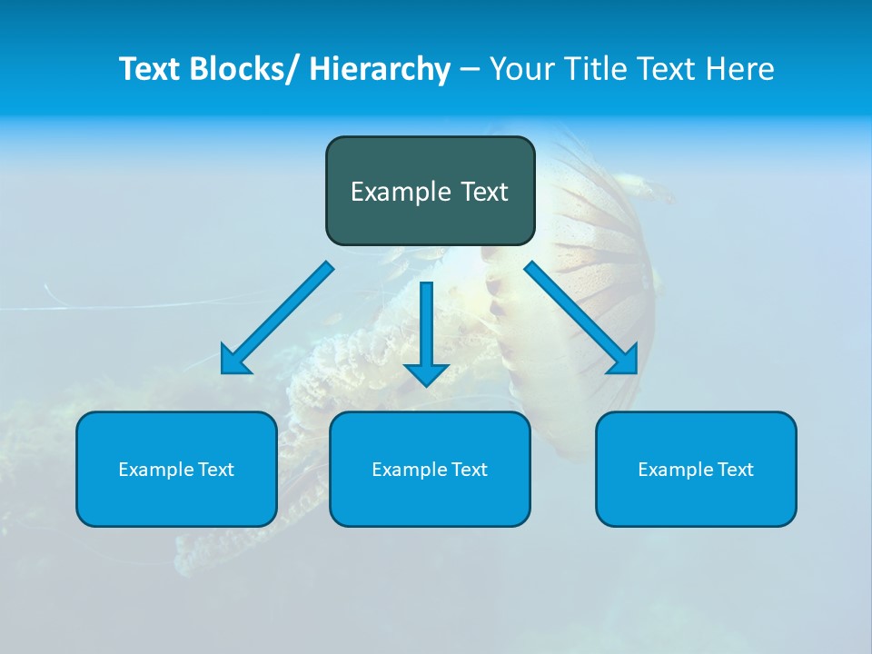 Chrysaora Hysoscella Toxic Poisonous PowerPoint Template