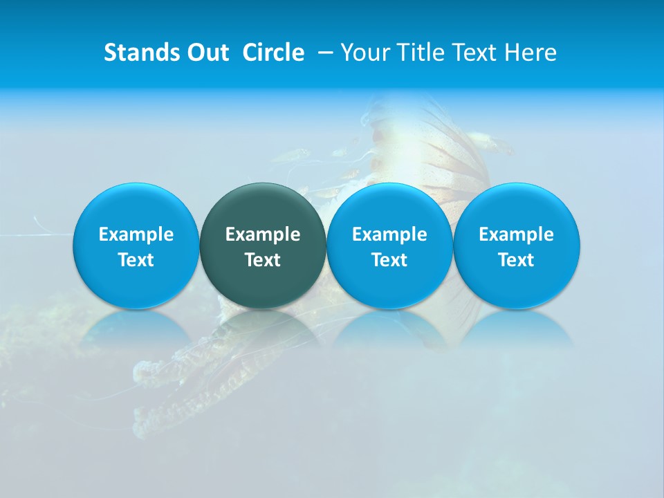 Chrysaora Hysoscella Toxic Poisonous PowerPoint Template