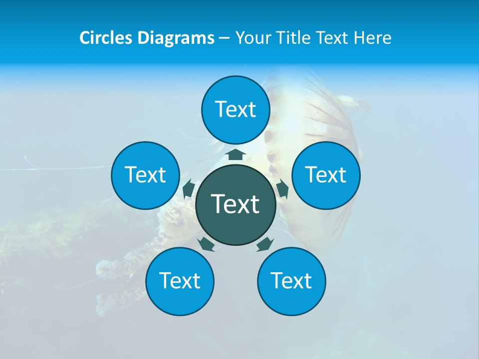 Chrysaora Hysoscella Toxic Poisonous PowerPoint Template