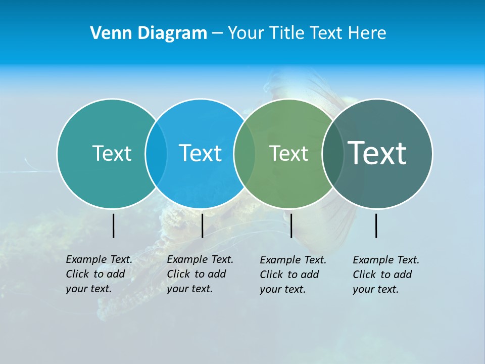 Chrysaora Hysoscella Toxic Poisonous PowerPoint Template
