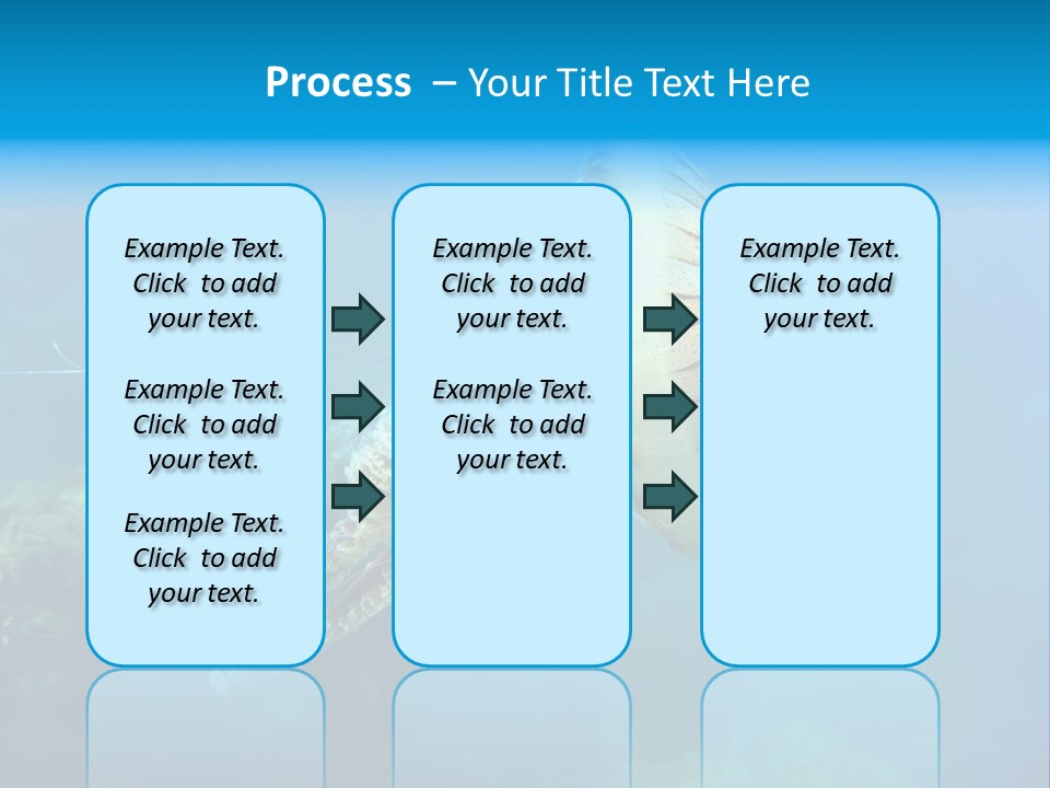 Chrysaora Hysoscella Toxic Poisonous PowerPoint Template