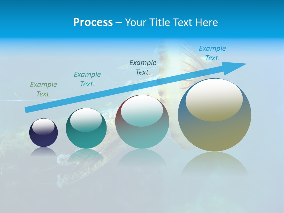 Chrysaora Hysoscella Toxic Poisonous PowerPoint Template