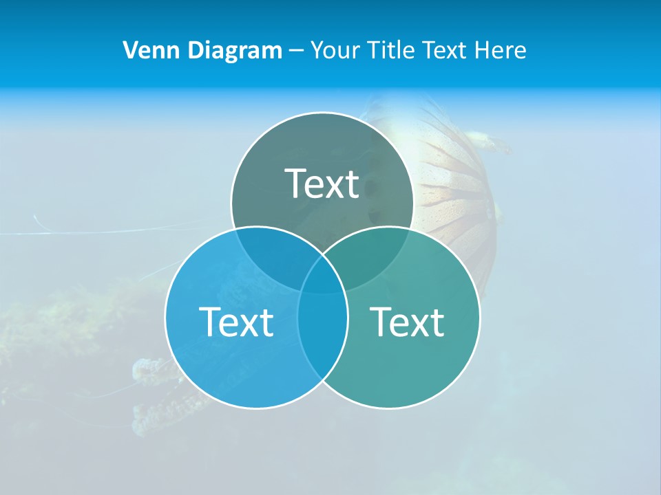 Chrysaora Hysoscella Toxic Poisonous PowerPoint Template