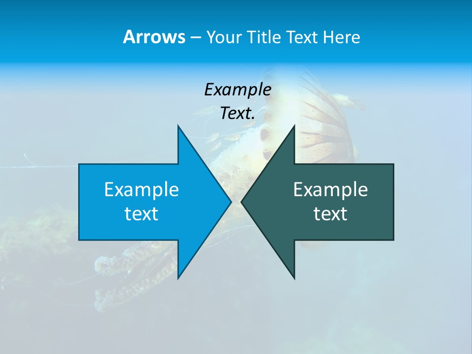 Chrysaora Hysoscella Toxic Poisonous PowerPoint Template