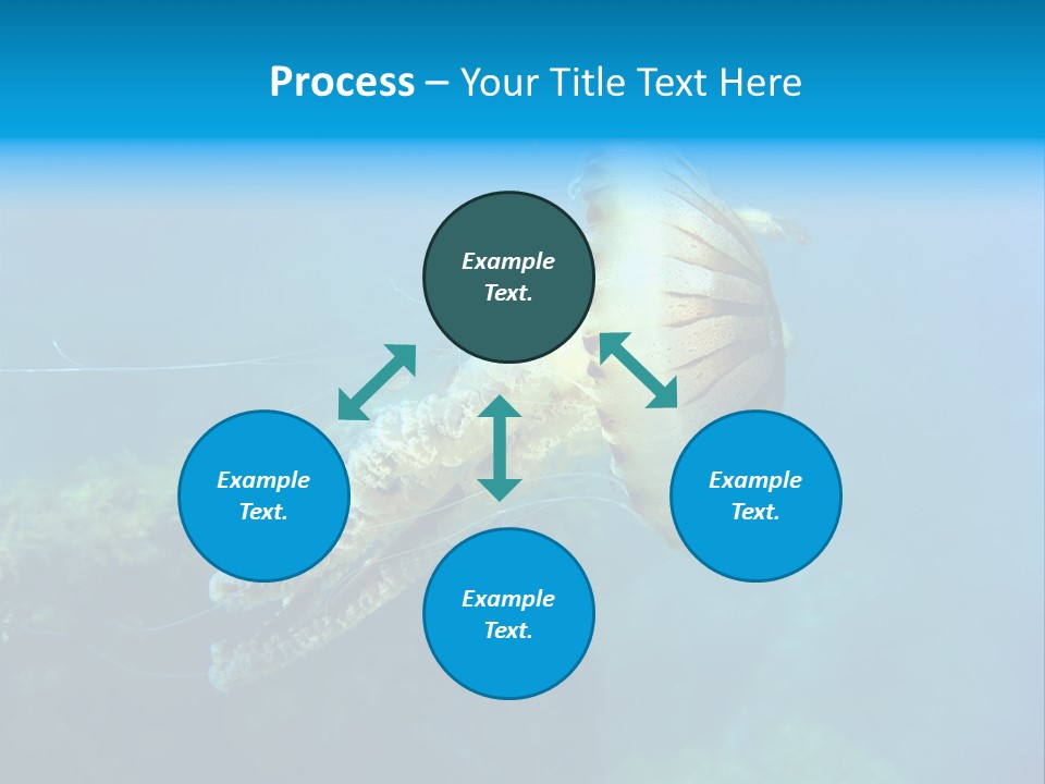 Chrysaora Hysoscella Toxic Poisonous PowerPoint Template