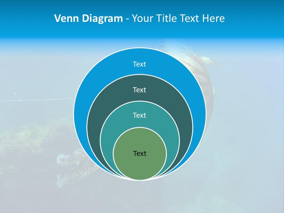 Chrysaora Hysoscella Toxic Poisonous PowerPoint Template