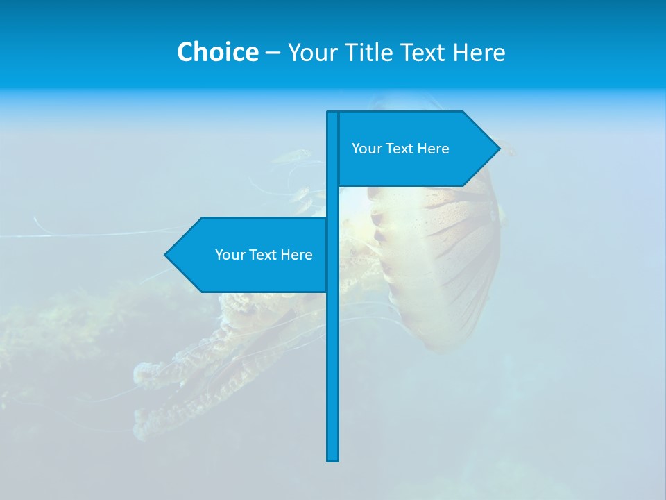 Chrysaora Hysoscella Toxic Poisonous PowerPoint Template