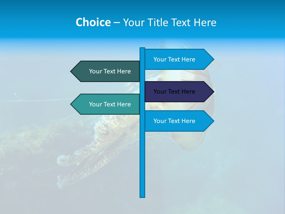 Chrysaora Hysoscella Toxic Poisonous PowerPoint Template
