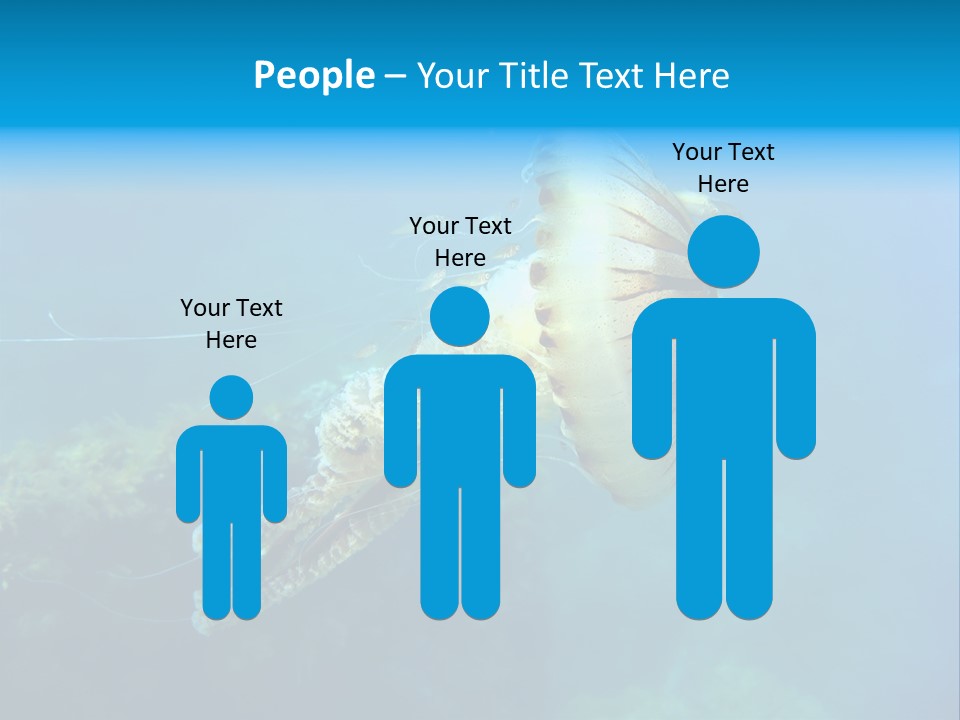 Chrysaora Hysoscella Toxic Poisonous PowerPoint Template