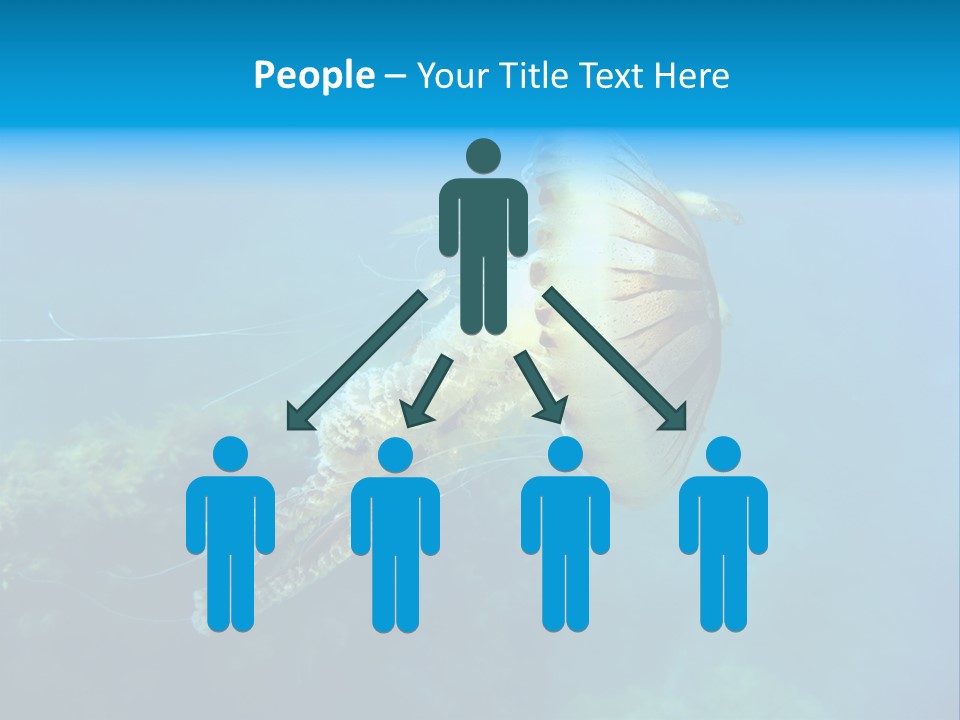 Chrysaora Hysoscella Toxic Poisonous PowerPoint Template