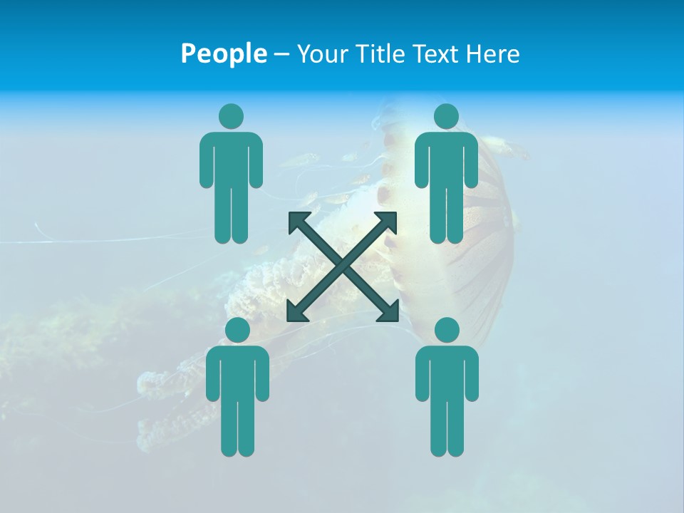 Chrysaora Hysoscella Toxic Poisonous PowerPoint Template