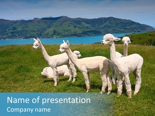 South Farming Lama PowerPoint Template