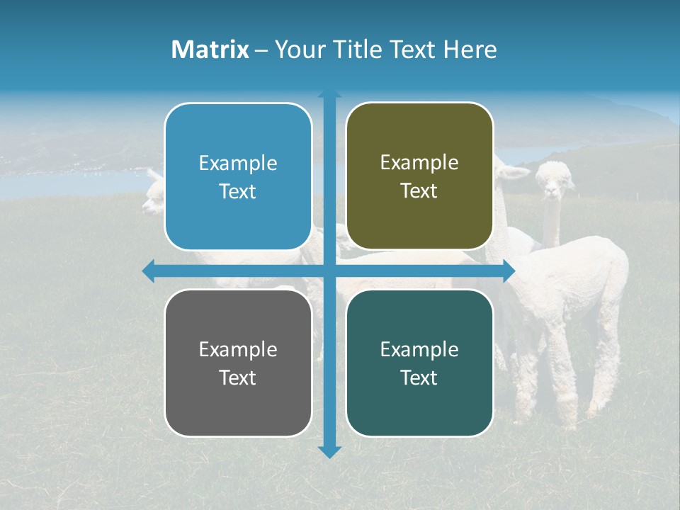 South Farming Lama PowerPoint Template