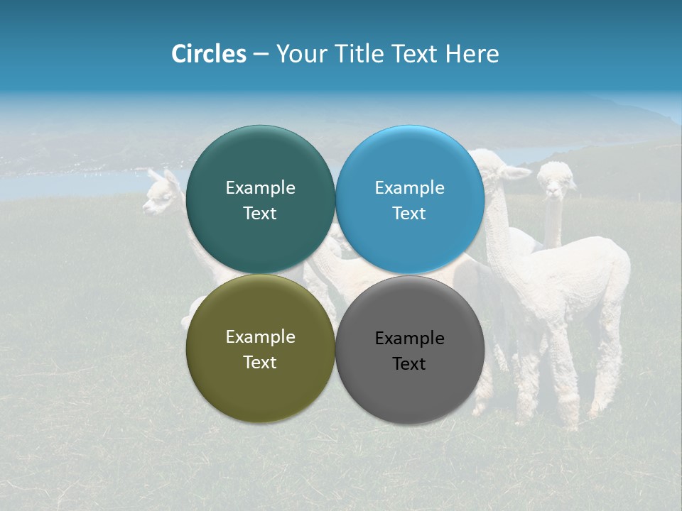 South Farming Lama PowerPoint Template