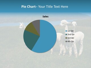 South Farming Lama PowerPoint Template