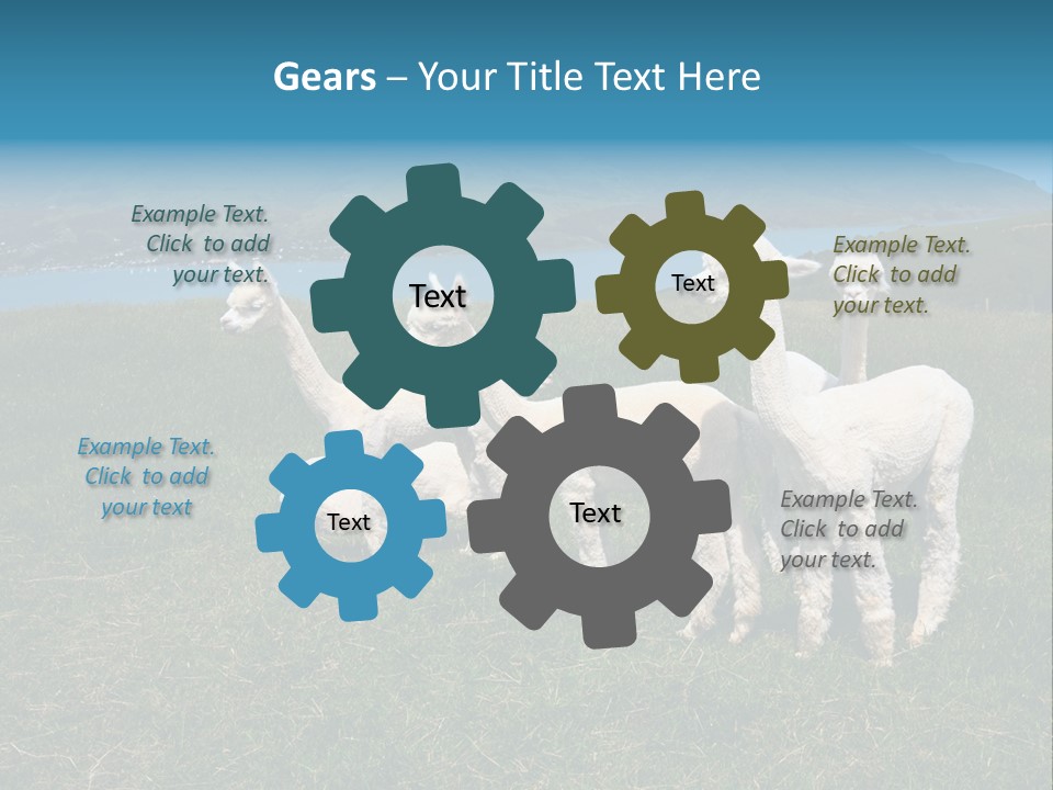 South Farming Lama PowerPoint Template