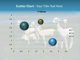 South Farming Lama PowerPoint Template