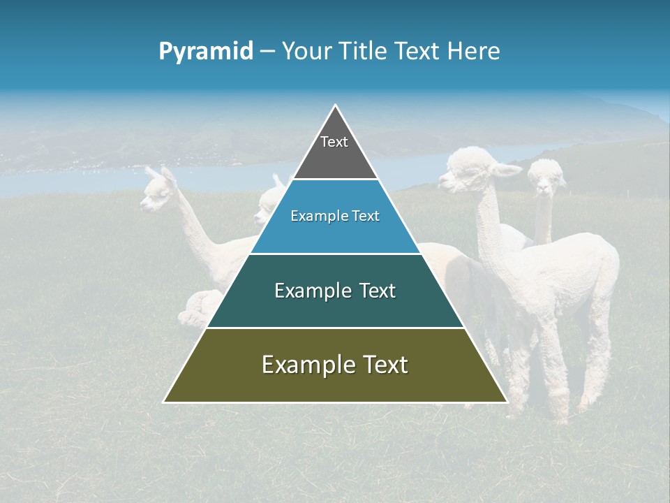 South Farming Lama PowerPoint Template