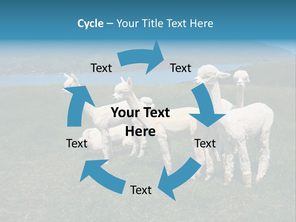 South Farming Lama PowerPoint Template