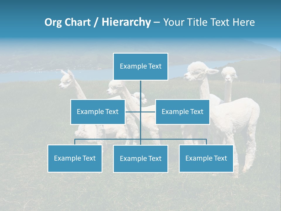 South Farming Lama PowerPoint Template