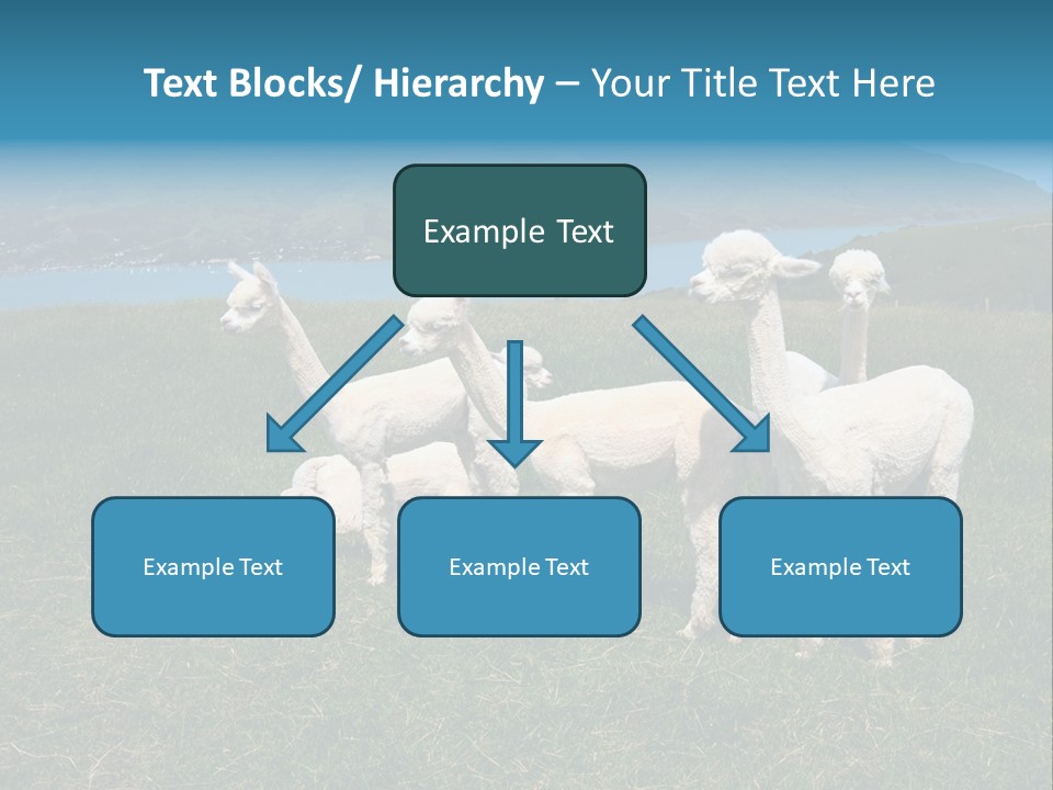 South Farming Lama PowerPoint Template