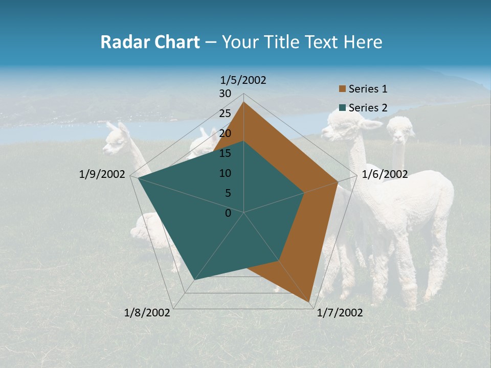 South Farming Lama PowerPoint Template