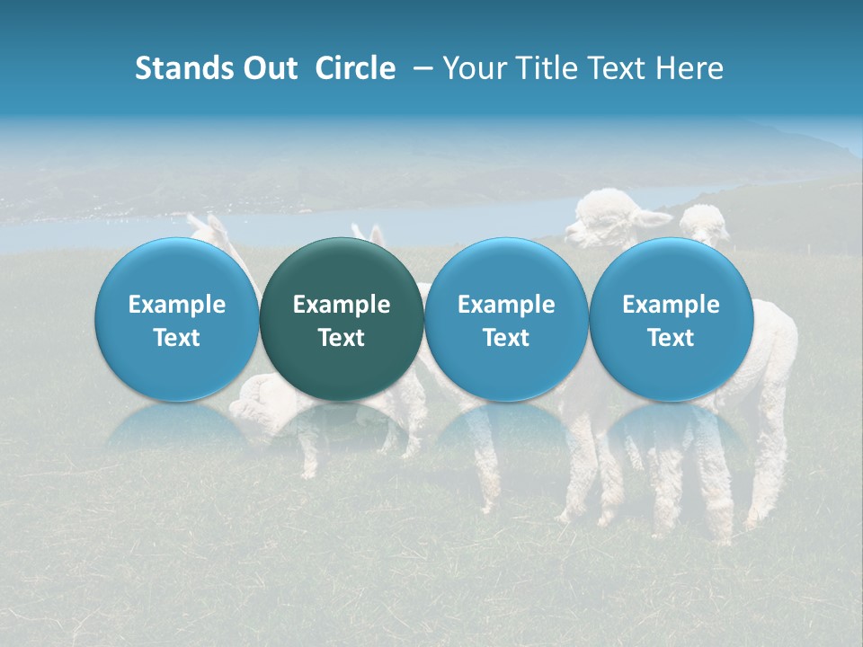 South Farming Lama PowerPoint Template