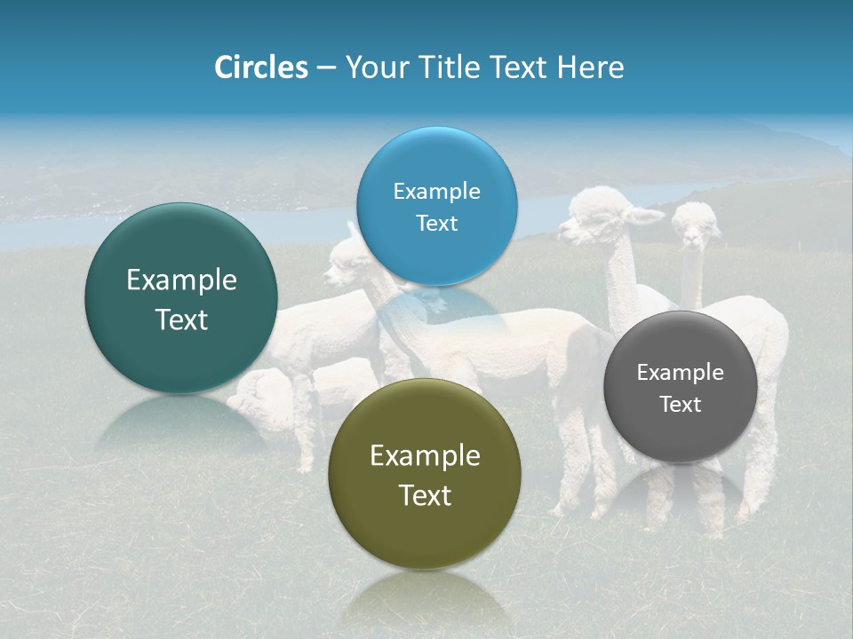 South Farming Lama PowerPoint Template