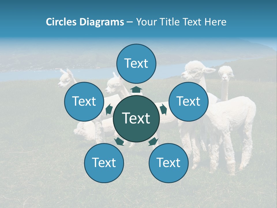 South Farming Lama PowerPoint Template