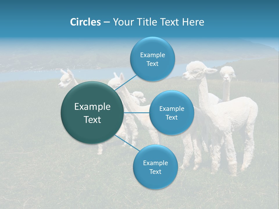 South Farming Lama PowerPoint Template