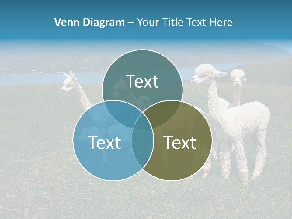 South Farming Lama PowerPoint Template