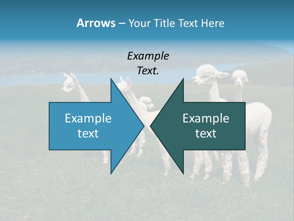 South Farming Lama PowerPoint Template