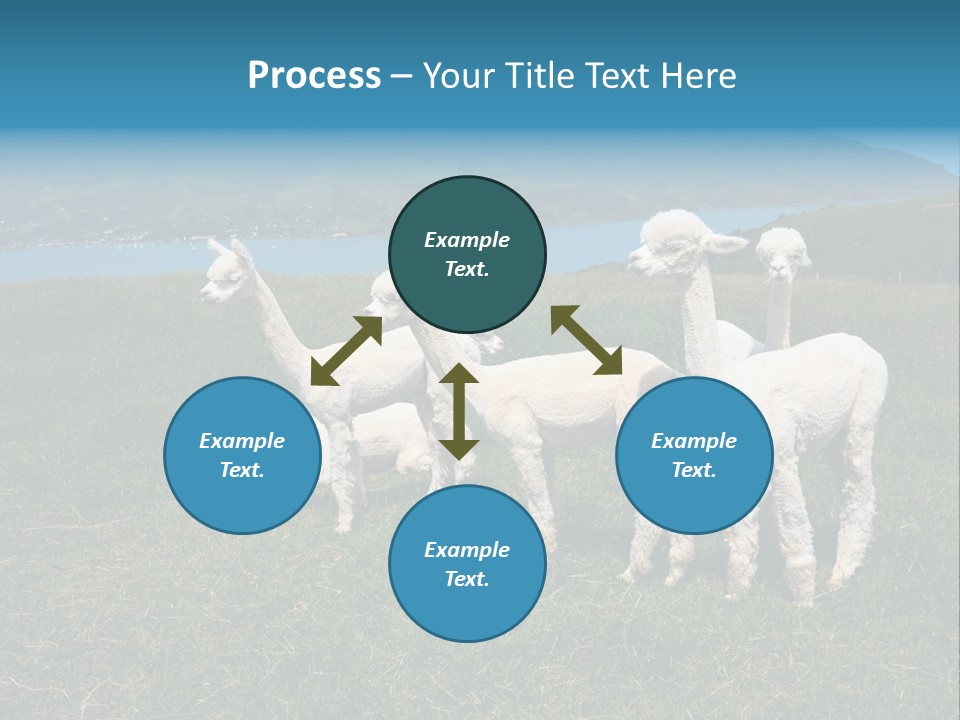 South Farming Lama PowerPoint Template