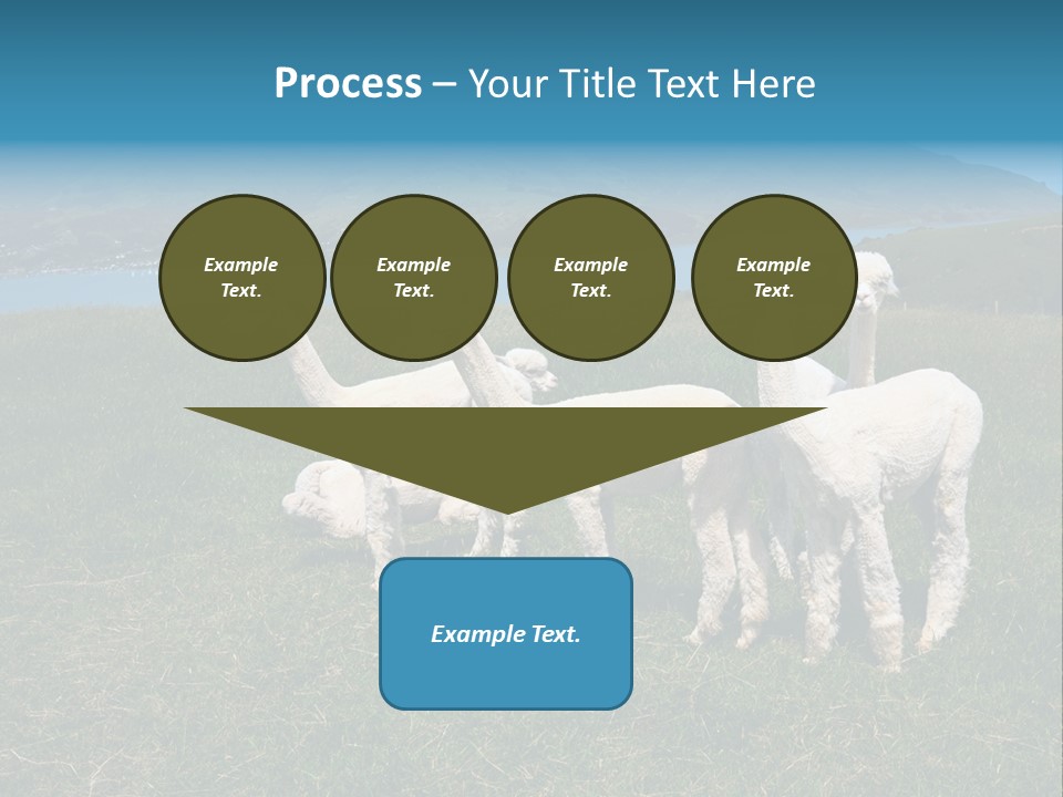 South Farming Lama PowerPoint Template