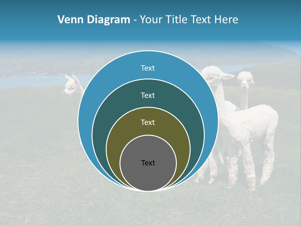 South Farming Lama PowerPoint Template