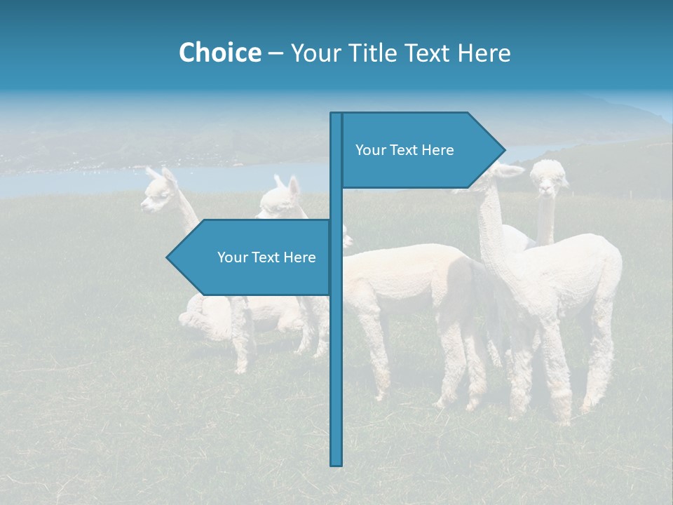 South Farming Lama PowerPoint Template