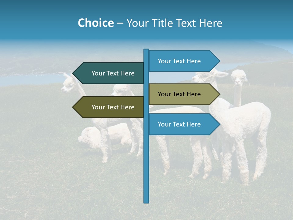 South Farming Lama PowerPoint Template