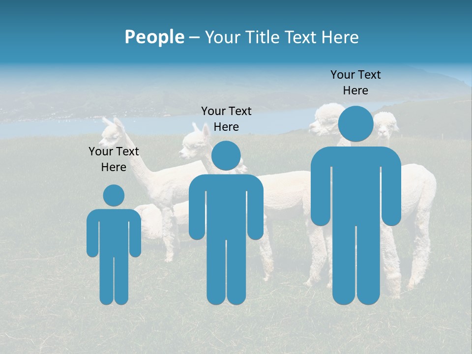 South Farming Lama PowerPoint Template