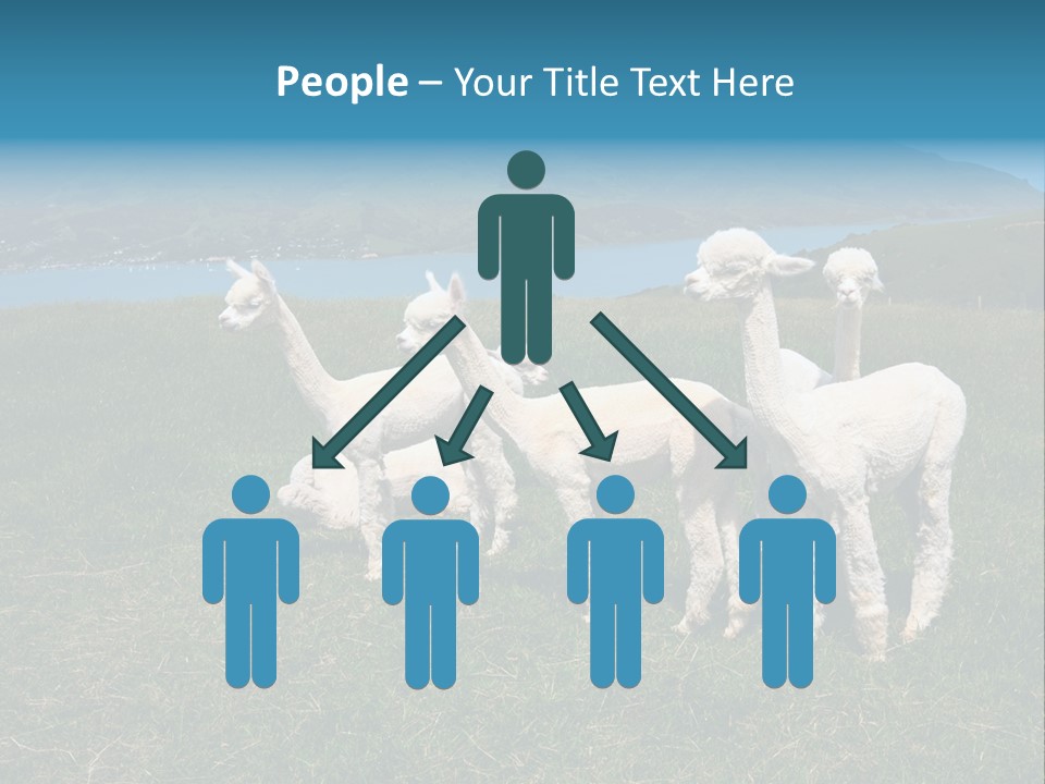 South Farming Lama PowerPoint Template